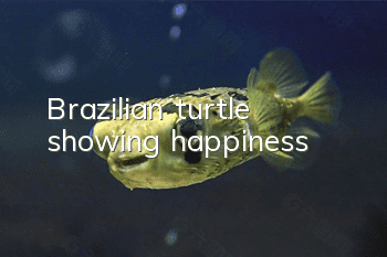 Brazilian turtle showing happiness