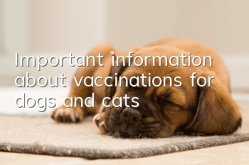 Important information about vaccinations for dogs and cats