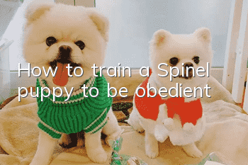 How to train a Spinel puppy to be obedient