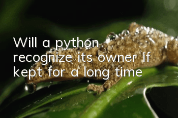 Will a python recognize its owner if kept for a long time?