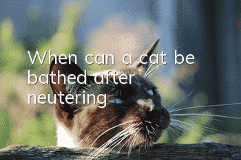 When can a cat be bathed after neutering?