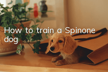 How to train a Spinone dog