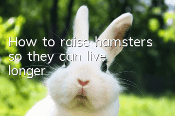 How to raise hamsters so they can live longer