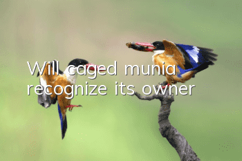 Will caged munia recognize its owner?