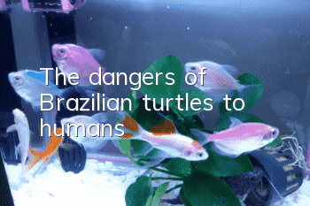 The dangers of Brazilian turtles to humans