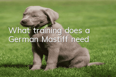 What training does a German Mastiff need?