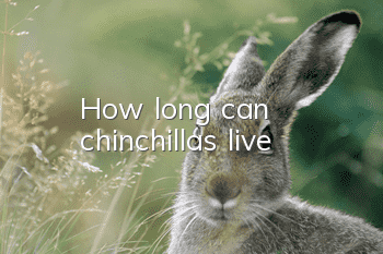 How long can chinchillas live?