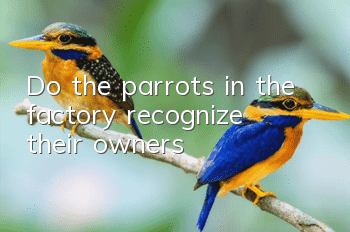 Do the parrots in the factory recognize their owners?