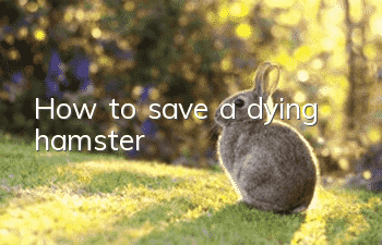 How to save a dying hamster?