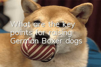 What are the key points for raising German Boxer dogs?