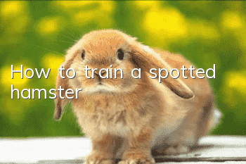 How to train a spotted hamster