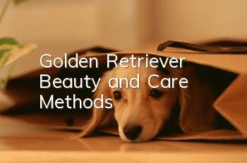 Golden Retriever Beauty and Care Methods