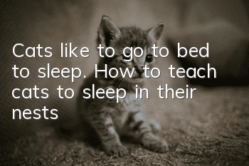 Cats like to go to bed to sleep. How to teach cats to sleep in their nests?