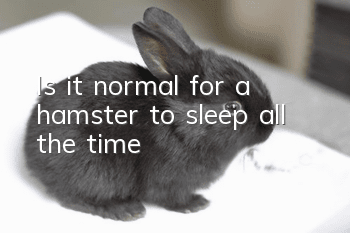 Is it normal for a hamster to sleep all the time?