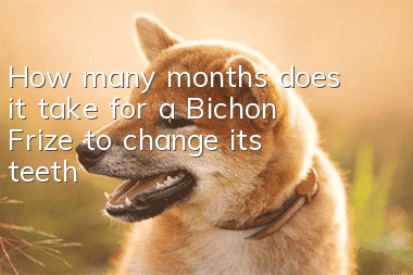 How many months does it take for a Bichon Frize to change its teeth?