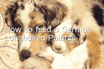 How to feed a German Longhaired Pointer