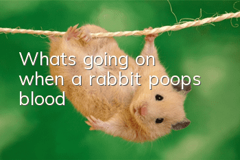 What's going on when a rabbit poops blood?