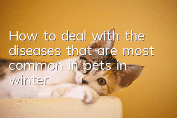 How to deal with the diseases that are most common in pets in winter?