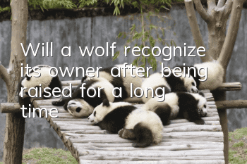 Will a wolf recognize its owner after being raised for a long time?