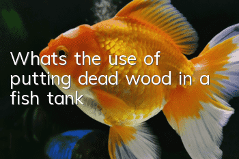 What's the use of putting dead wood in a fish tank?