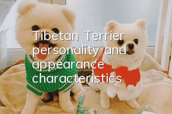 Tibetan Terrier personality and appearance characteristics