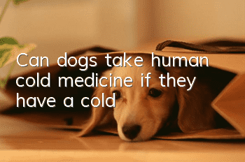 Can dogs take human cold medicine if they have a cold?