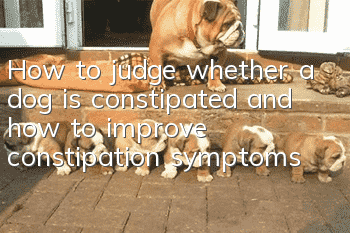 How to judge whether a dog is constipated and how to improve constipation symptoms?