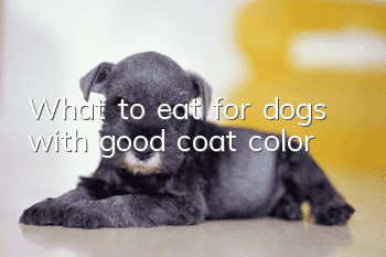 What to eat for dogs with good coat color