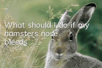 What should I do if my hamster’s nose bleeds?