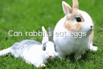 Can rabbits eat eggs?