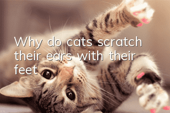 Why do cats scratch their ears with their feet?