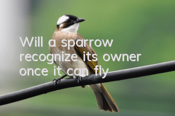 Will a sparrow recognize its owner once it can fly?