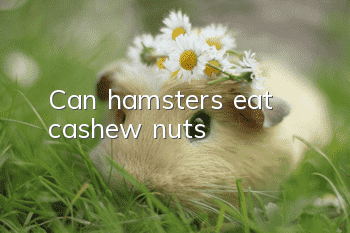 Can hamsters eat cashew nuts?