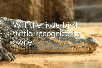 Will the little bird turtle recognize its owner?