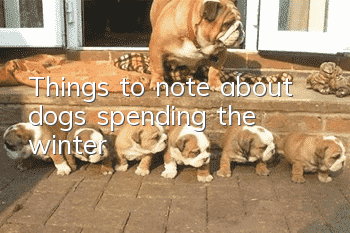 Things to note about dogs spending the winter