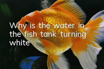 Why is the water in the fish tank turning white?