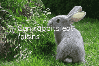 Can rabbits eat raisins?