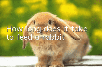 How long does it take to feed a rabbit?