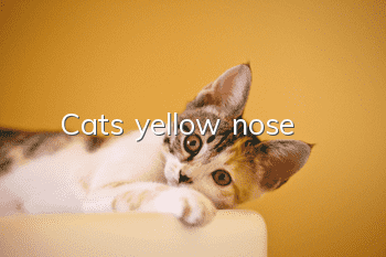 Cat's yellow nose