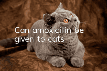 Can amoxicillin be given to cats?