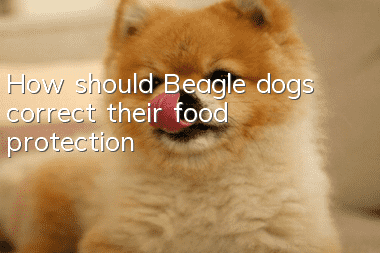 How should Beagle dogs correct their food protection?