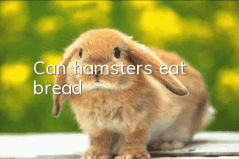 Can hamsters eat bread?