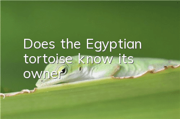 Does the Egyptian tortoise know its owner?