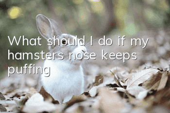 What should I do if my hamster’s nose keeps puffing?