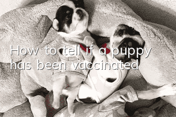 How to tell if a puppy has been vaccinated?