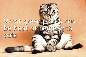 What green plants can be kept at home with cats?