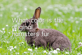 What color is the original hamster's fur?