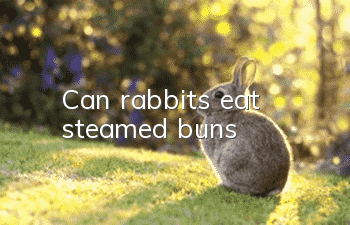 Can rabbits eat steamed buns?