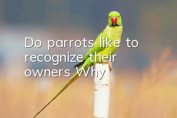 Do parrots like to recognize their owners? Why?