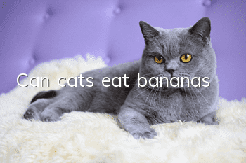 Can cats eat bananas?